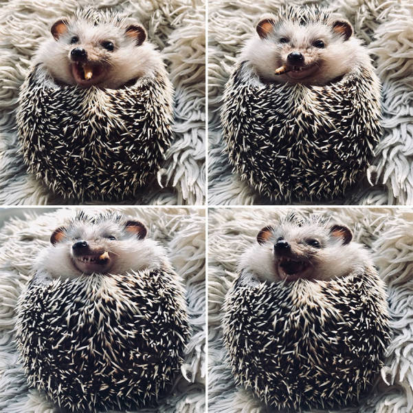 This Happy Hedgehog Is A Literal Cuteness Overload