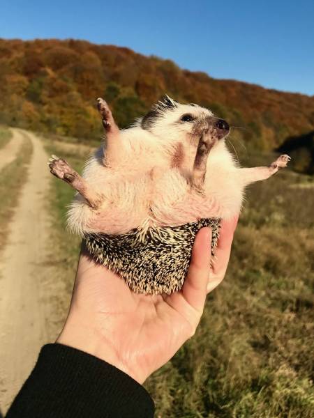 This Happy Hedgehog Is A Literal Cuteness Overload