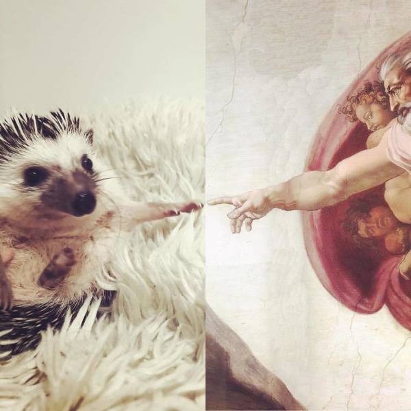 This Happy Hedgehog Is A Literal Cuteness Overload