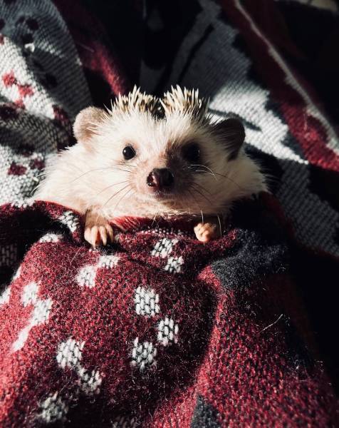 This Happy Hedgehog Is A Literal Cuteness Overload