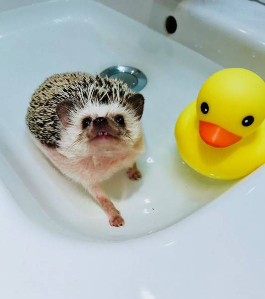 This Happy Hedgehog Is A Literal Cuteness Overload