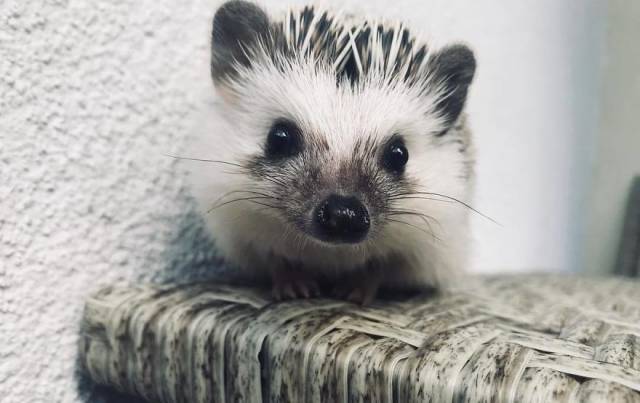 This Happy Hedgehog Is A Literal Cuteness Overload