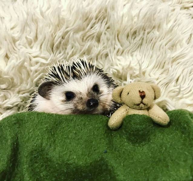 This Happy Hedgehog Is A Literal Cuteness Overload