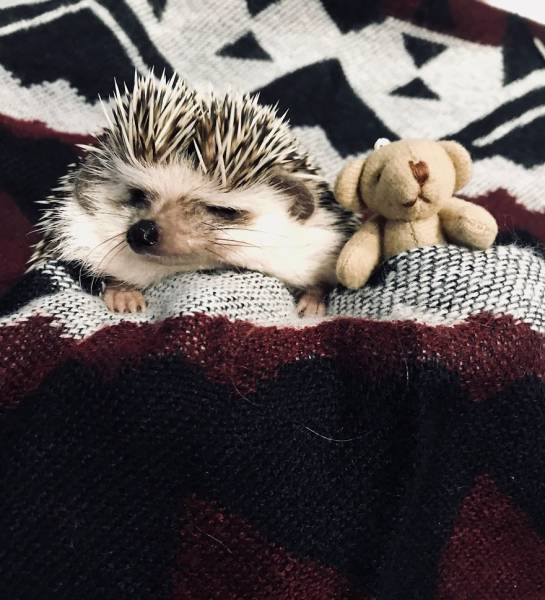 This Happy Hedgehog Is A Literal Cuteness Overload