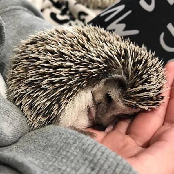 This Happy Hedgehog Is A Literal Cuteness Overload