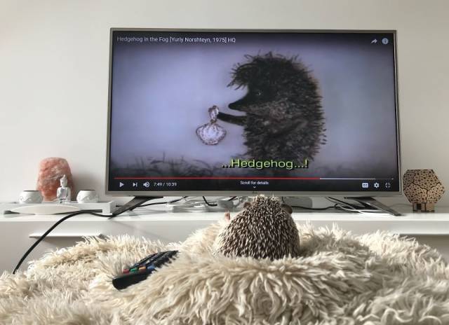 This Happy Hedgehog Is A Literal Cuteness Overload