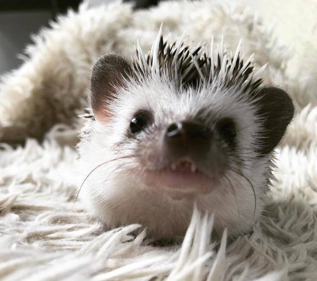 This Happy Hedgehog Is A Literal Cuteness Overload