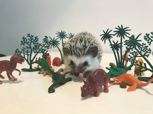 This Happy Hedgehog Is A Literal Cuteness Overload