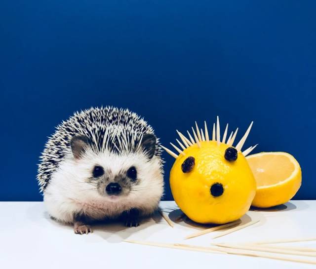 This Happy Hedgehog Is A Literal Cuteness Overload