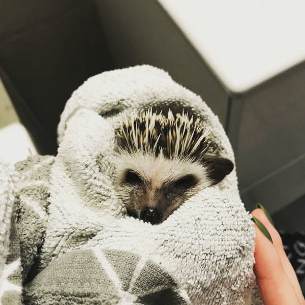 This Happy Hedgehog Is A Literal Cuteness Overload