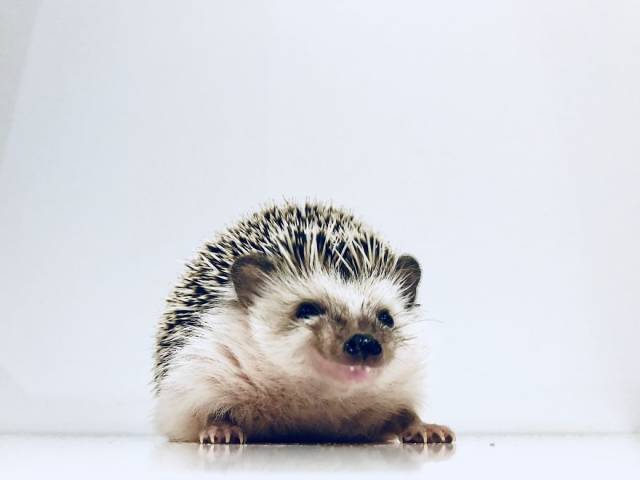 This Happy Hedgehog Is A Literal Cuteness Overload