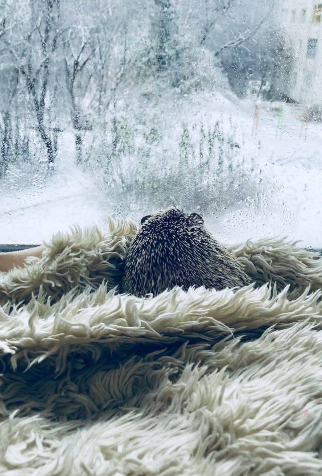 This Happy Hedgehog Is A Literal Cuteness Overload