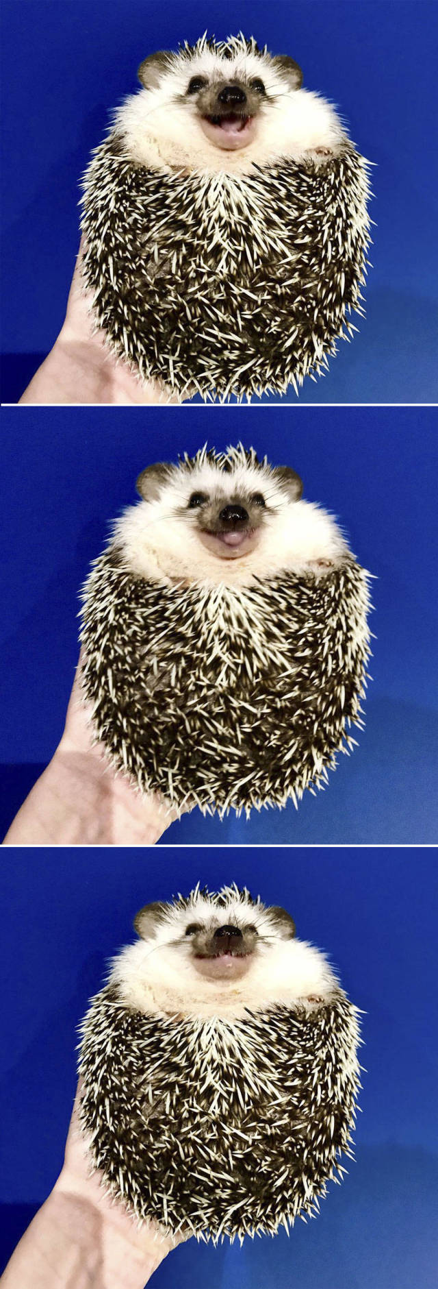 This Happy Hedgehog Is A Literal Cuteness Overload