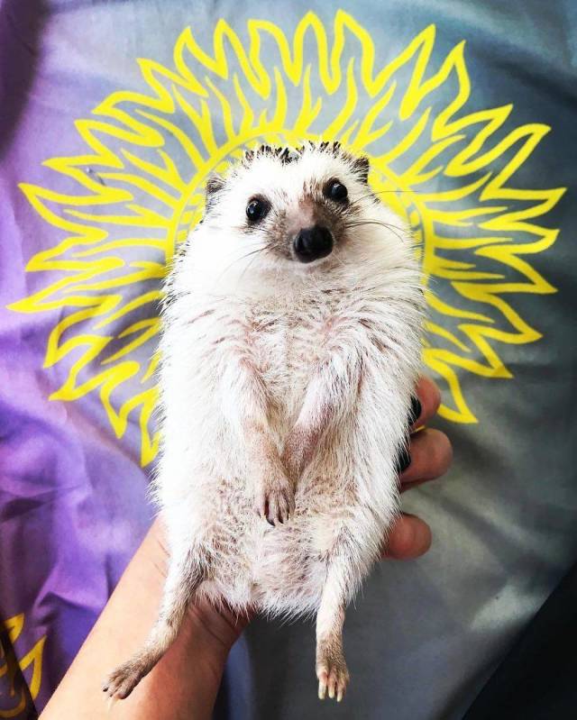 This Happy Hedgehog Is A Literal Cuteness Overload