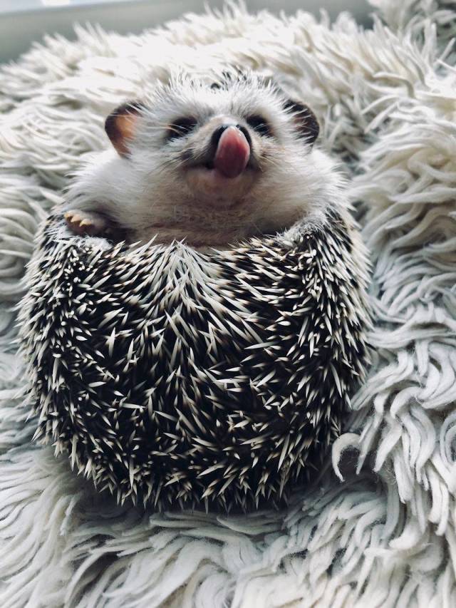 This Happy Hedgehog Is A Literal Cuteness Overload