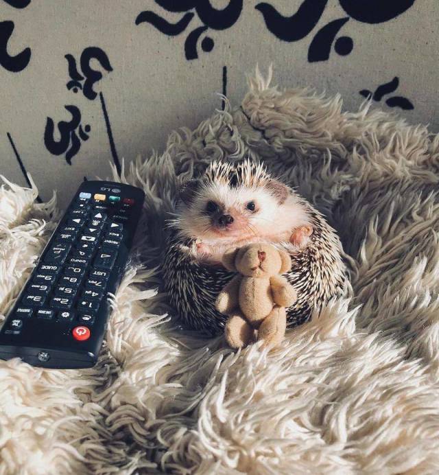 This Happy Hedgehog Is A Literal Cuteness Overload