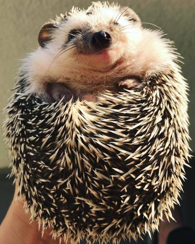 This Happy Hedgehog Is A Literal Cuteness Overload