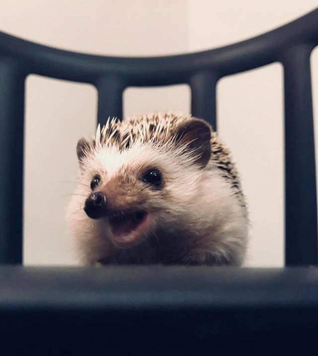 This Happy Hedgehog Is A Literal Cuteness Overload