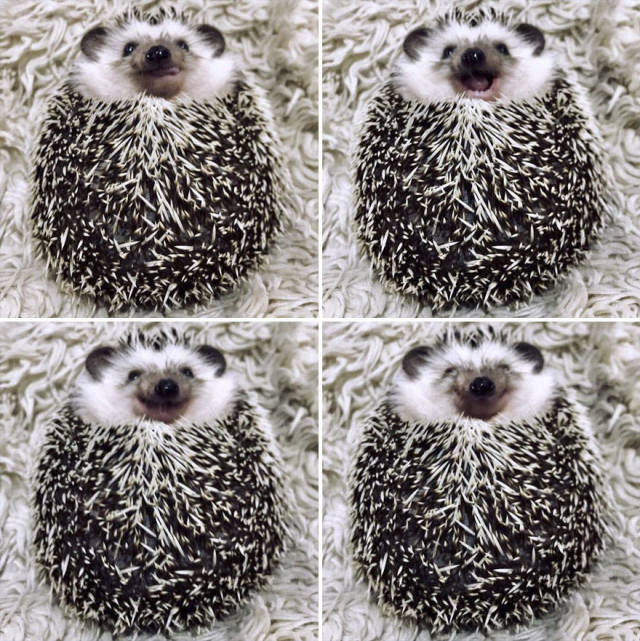 This Happy Hedgehog Is A Literal Cuteness Overload