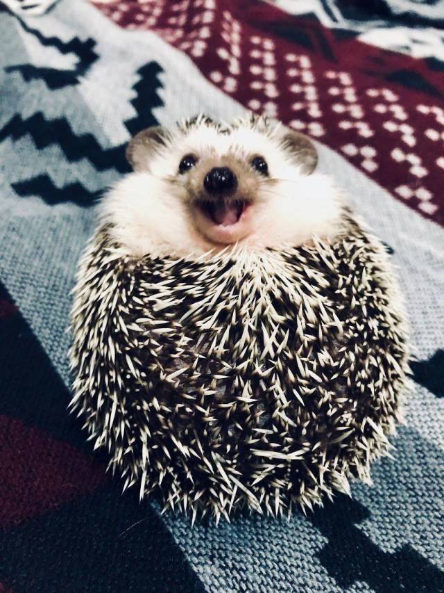 This Happy Hedgehog Is A Literal Cuteness Overload