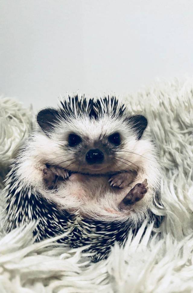 This Happy Hedgehog Is A Literal Cuteness Overload