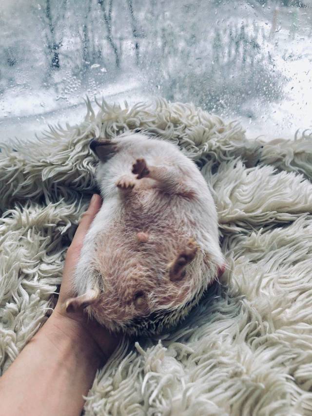 This Happy Hedgehog Is A Literal Cuteness Overload