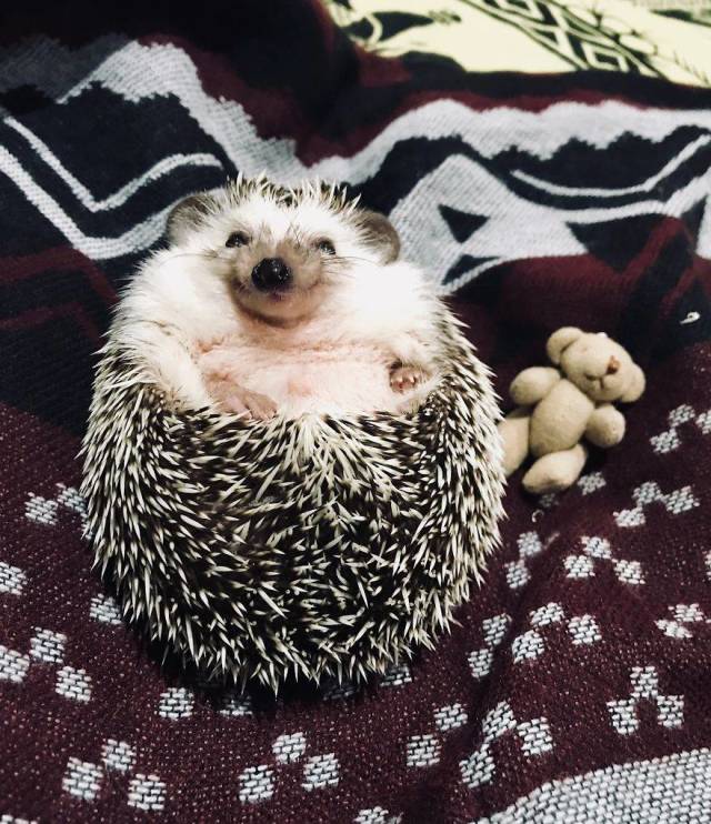 This Happy Hedgehog Is A Literal Cuteness Overload