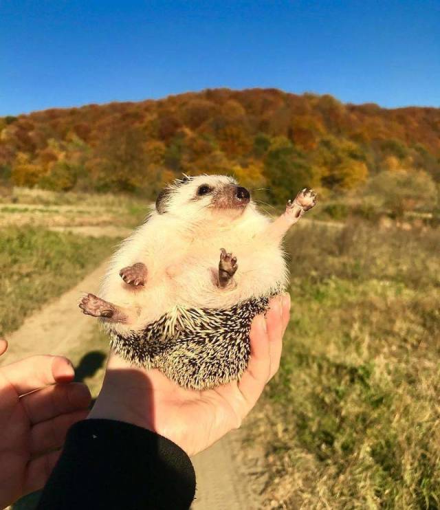 This Happy Hedgehog Is A Literal Cuteness Overload