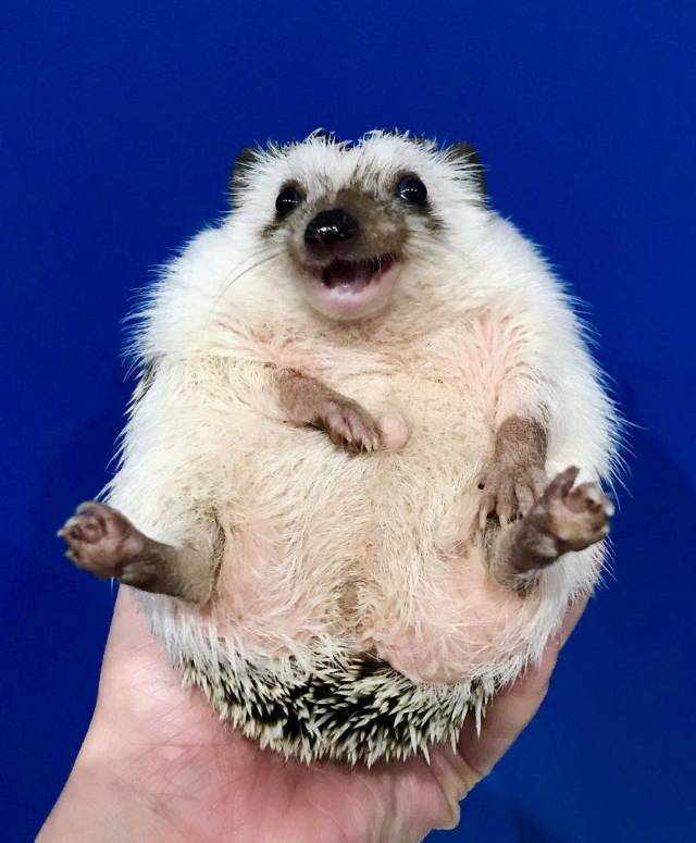 This Happy Hedgehog Is A Literal Cuteness Overload