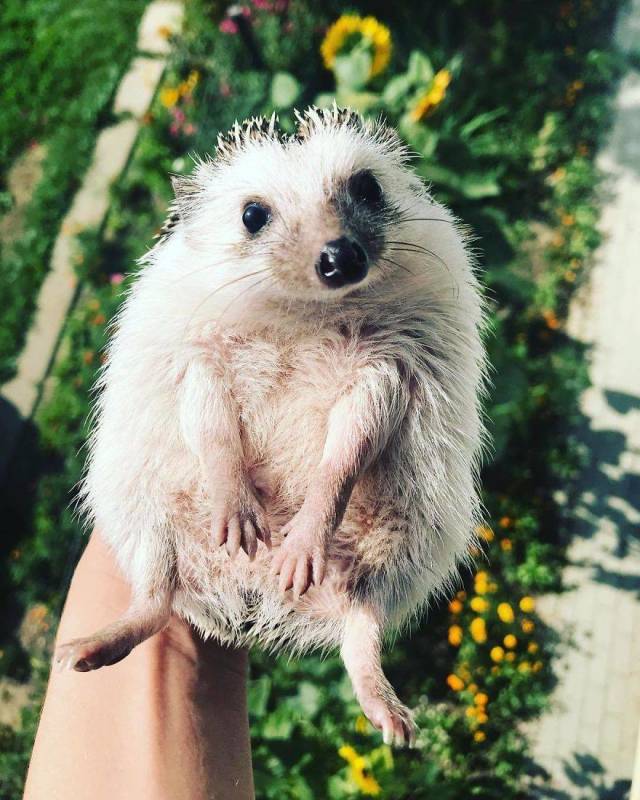 This Happy Hedgehog Is A Literal Cuteness Overload