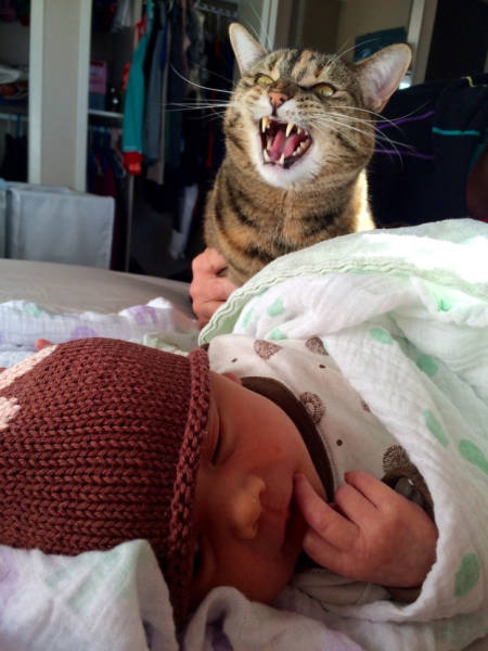 Animals’ First Reactions Are Priceless!