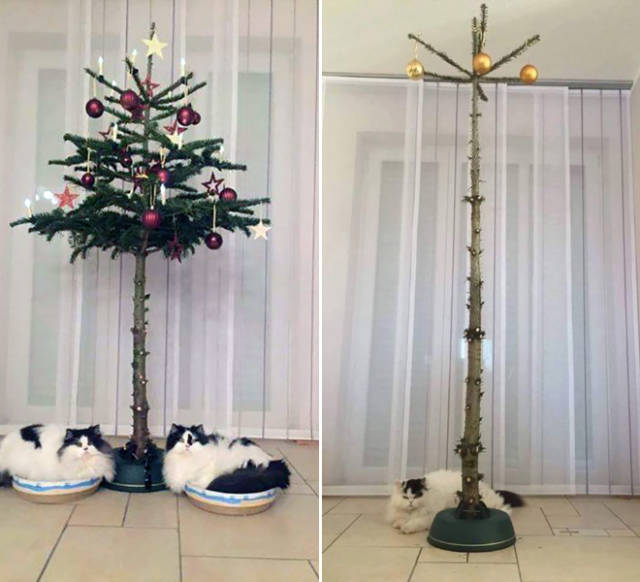 Pets Will Never Hurt Those Christmas Trees