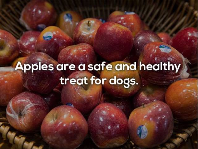 Here’s Which Human Foods Can Dogs Safely Eat