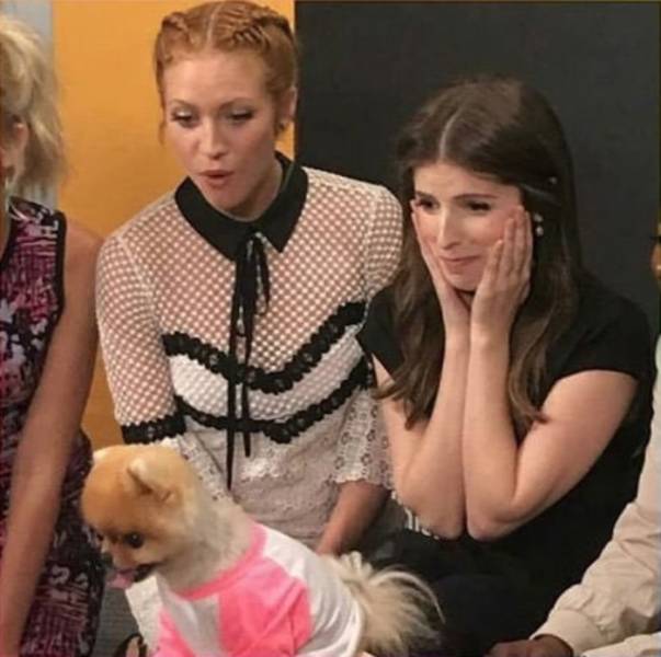 Both Humans And Animals Absolutely Love Anna Kendrick!