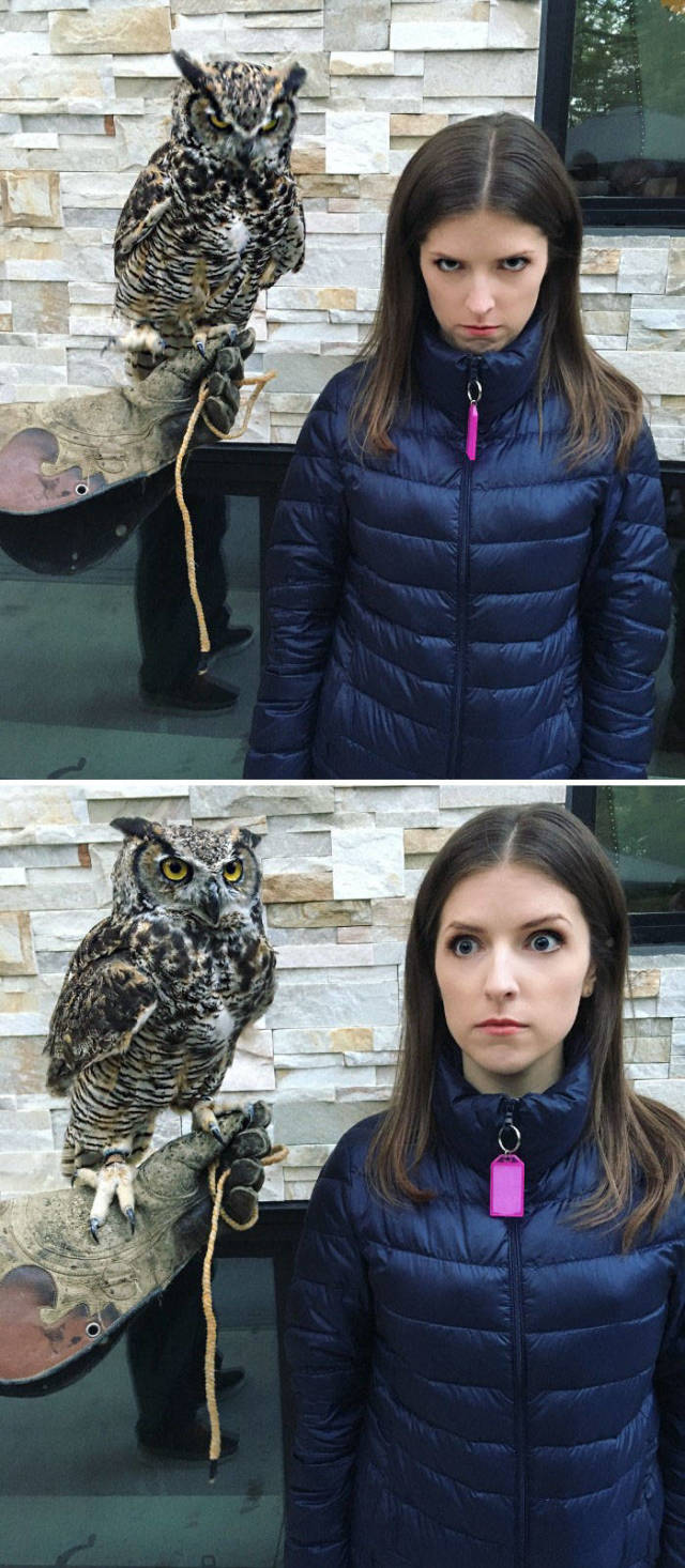 Both Humans And Animals Absolutely Love Anna Kendrick!