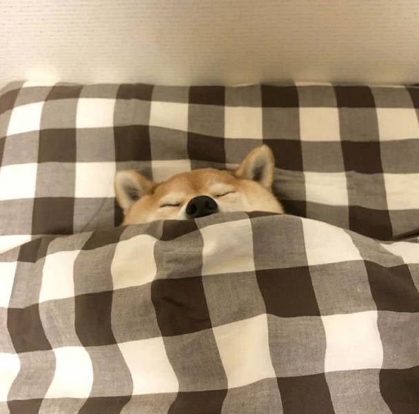 Daily Picdump