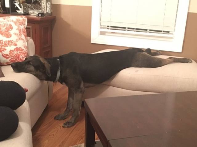 Dog.exe Stopped Working