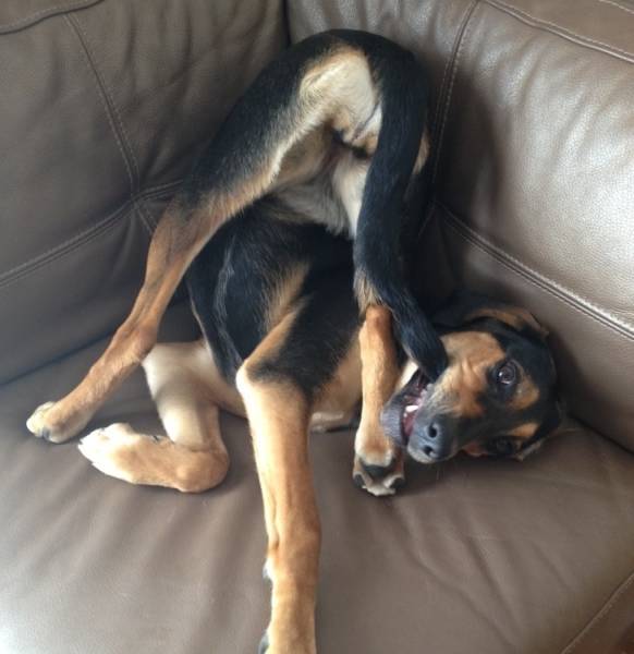 Dog.exe Stopped Working