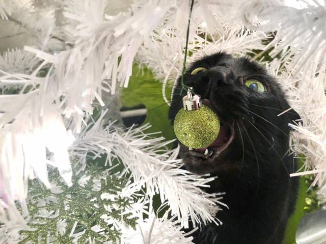 Daily Picdump