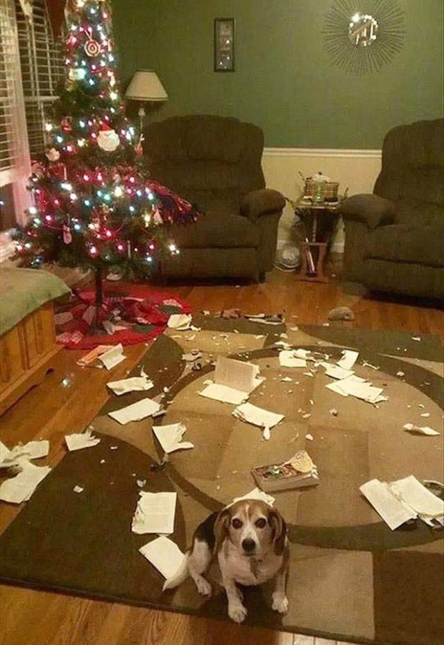 Daily Picdump