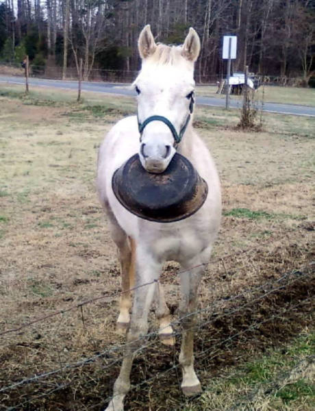 Who’s Dumber – This Horse Or Its Owners?