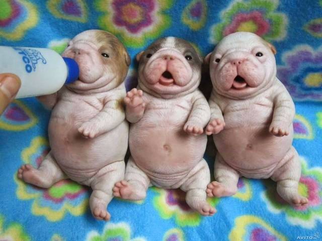 Daily Picdump