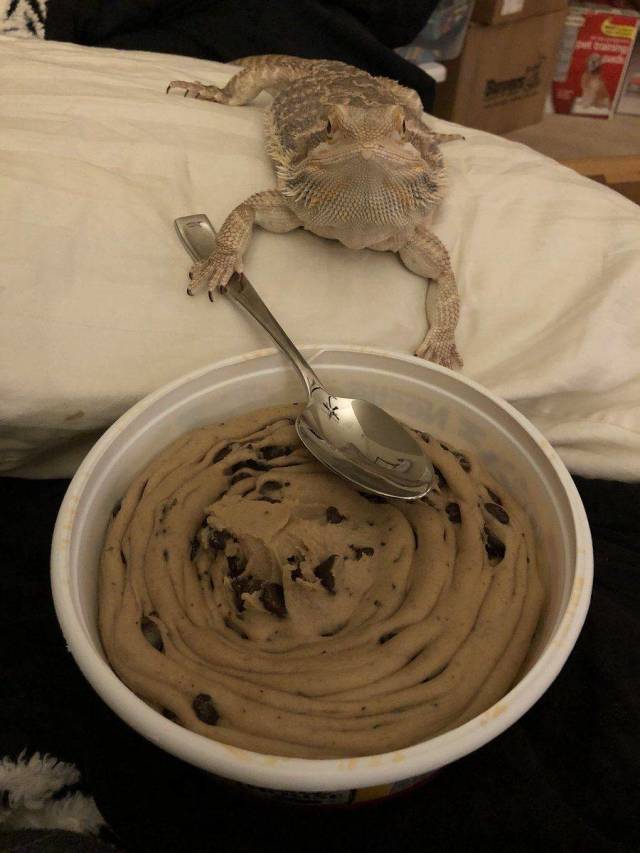 Daily Picdump