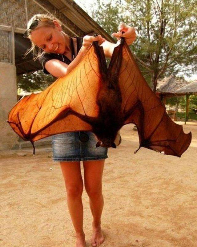 Daily Picdump
