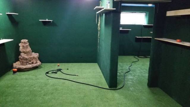 Man Builds An Entire Basement Jungle For His Late Brother’s Cats