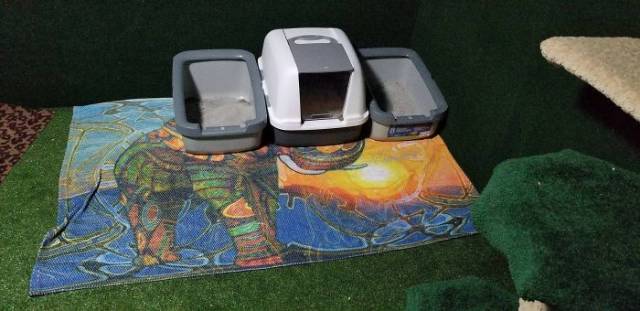 Man Builds An Entire Basement Jungle For His Late Brother’s Cats