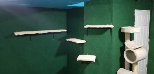 Man Builds An Entire Basement Jungle For His Late Brother’s Cats