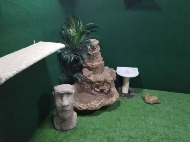Man Builds An Entire Basement Jungle For His Late Brother’s Cats