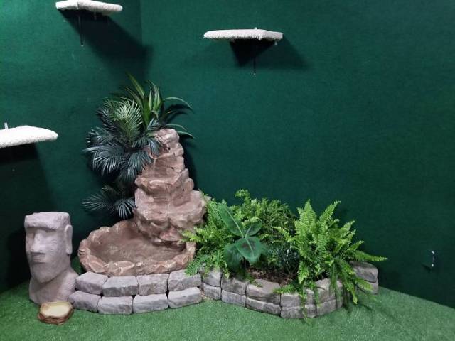 Man Builds An Entire Basement Jungle For His Late Brother’s Cats