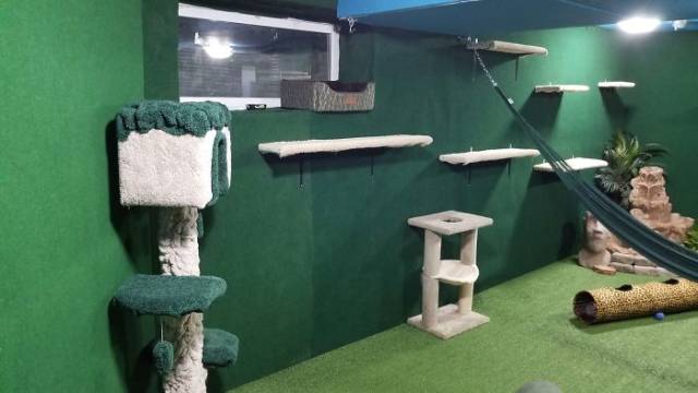 Man Builds An Entire Basement Jungle For His Late Brother’s Cats